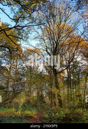 Splendidi boschi colorati durante la stagione autunnale. Foto Stock