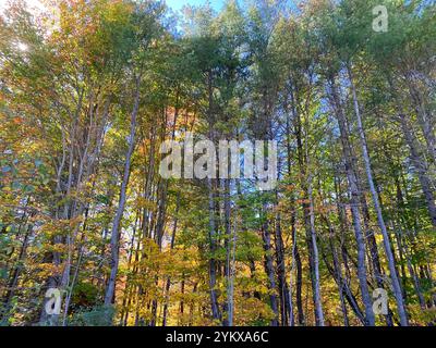 Tall skinny gli alberi della foresta Foto Stock
