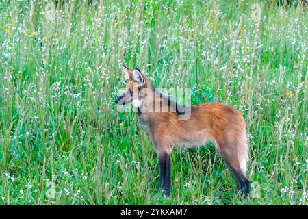 Lupo selvatico Guará (Chrysocyon brachyurus) uno dei lupi più rari al mondo vive nel bioma brasiliano del cerrado Foto Stock