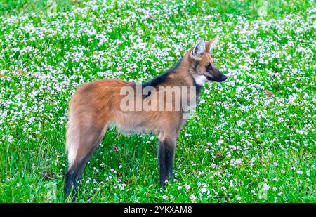 Lupo selvatico Guará (Chrysocyon brachyurus) uno dei lupi più rari al mondo vive nel bioma brasiliano del cerrado Foto Stock