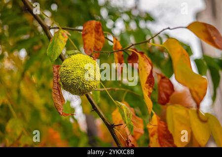 Maclura pomifera, arancio di Osage, sfondo brillante di foglie autunnali Foto Stock