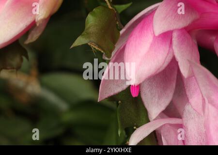 Primo piano di un fiore rosa di Cactus per il Ringraziamento, Schlumbergera truncata, in piena fioritura Foto Stock