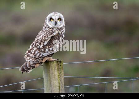 Gufo dalle orecchie corte (Asio flammeus), North Uist, Ebridi esterne, Scozia Foto Stock