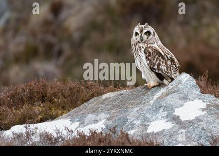 Gufo dalle orecchie corte (Asio flammeus), North Uist, Ebridi esterne, Scozia Foto Stock