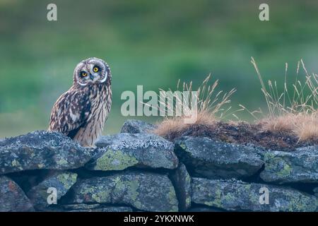 Giovane gufo dalle orecchie corte (Asio flammeus) si trova su un muro, Perthshire, Scozia Foto Stock