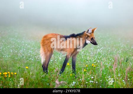 Lupo selvatico Guará (Chrysocyon brachyurus) uno dei lupi più rari al mondo vive nel bioma brasiliano del cerrado Foto Stock