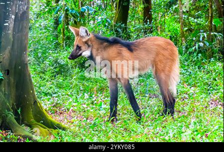 Lupo selvatico Guará (Chrysocyon brachyurus) uno dei lupi più rari al mondo vive nel bioma brasiliano del cerrado Foto Stock