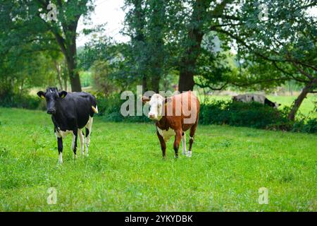 Pascolo di mucche in un prato. Mucche nell'azienda lattiero-casearia. Paesaggio di campagna con mucche. Mucche bianche e nere sul campo erboso. Foto Stock
