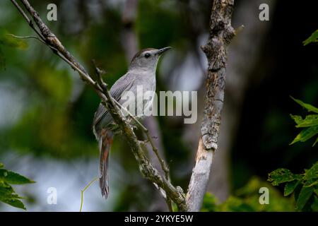 Grigio Catbird Dumetella carolinensis arroccato su un albero Foto Stock