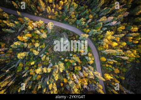 Vista aerea della fitta foresta in autunno colorata di giallo, arancione e verde con strada che la attraversa Foto Stock