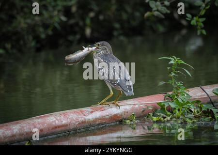 Cicogne in un parco di ho chi Minh City Foto Stock