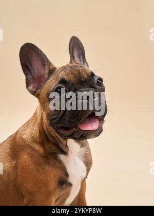 Primo piano di un cucciolo Bulldog francese seduto su uno sfondo neutro. L'immagine mette in risalto l'espressione attenta del cucciolo e il cappotto liscio. Foto Stock