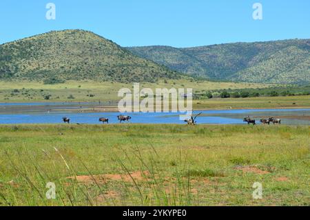 Parco nazionale di Pilanesberg, Sudafrica Foto Stock