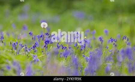 Campanelli [ Hyacinthoides non-scripta ] in erba con un singolo orologio di dente di leone o testa di seme Foto Stock
