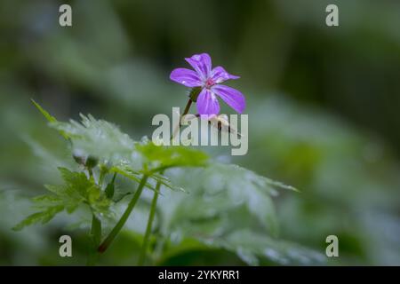 Fiore viola nel bosco Foto Stock