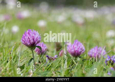 Trifoglio rosso (Trifolium pratense) che cresce nel prato Foto Stock