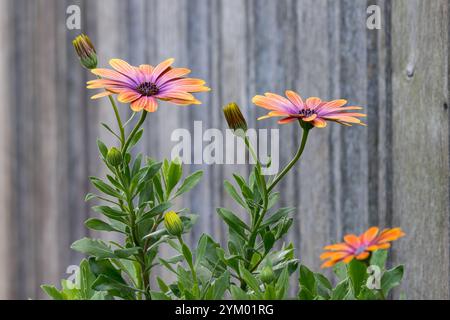 African Daisy [ Dimorphotheca sinuata ] in vaso di fronte ad una vecchia porta di legno Foto Stock