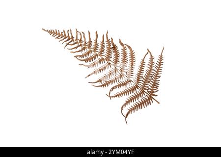 Pteridium aquilinum, bracken o ferna da freno marrone fronte autunnale isolato su bianco. Foglia secca di felce aquila. Foto Stock