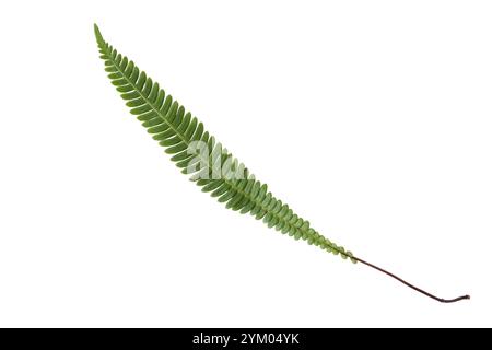 Struthiopteris speziato, felce dura o foglie di felce di cervo isolate su bianco. Blechnum pianta speziata della famiglia Blechnaceae Foto Stock