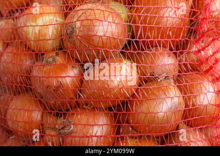 Cipolle in sacchetti in rete arancione. Mazzo di cipolle fresche confezionate in sacchetti in rete rossa. Immagine ingrandita dello stoccaggio di cipolle per il mercato o il trasporto. Foto Stock