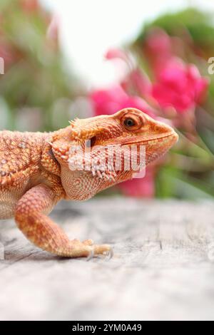 il drago barbuto è sul balcone. sullo sfondo fioriscono fiori rosa Foto Stock