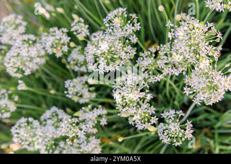 Fiori di erba cipollina bianca americana Allium Foto Stock