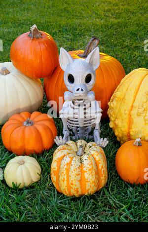 Un cane di Halloween dello Skeleton circondato da diverse zucche Foto Stock