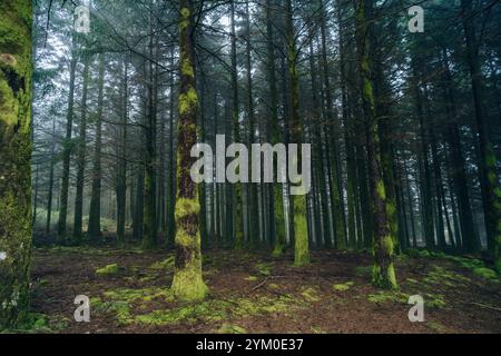 Portogallo, madeira, antichi alberi di alloro ricoperti di muschio sull'isola di madeira. Foto di alta qualità Foto Stock