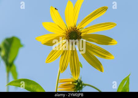 Bellissimo fiore giallo di Helianthus grosseserratus. girasole a dente di sega, girasole a denti spessi. un girasole perenne. Foto Stock