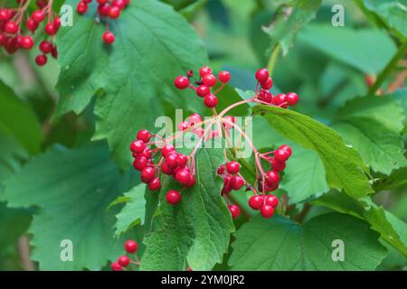 Bacche rosse di Viburnum trilobum. Cranberrybush viburnum, Cranberrybush americano, Cranberry high Bush, HighBush Cranberry. un arbusto deciduo. Foto Stock