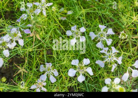 Bellissimi fiori, Nigella arvensis. il campo nigella, fiore di finocchio selvatico. una pianta in fiore. Foto Stock