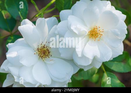 Bellissimi fiori bianchi di Rosa moschata nel giardino. la rosa muschiata. Foto Stock