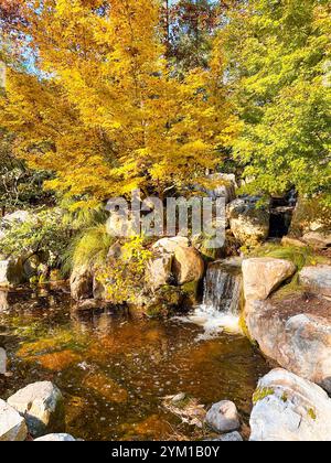 Un bellissimo giardino giapponese con un albero d'acero dorato e un ruscello Foto Stock