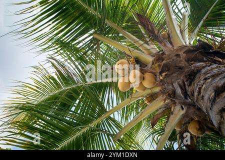 Noci di cocco giallo fresco (Cocos nucifera) appese alla sua palma. Foto Stock