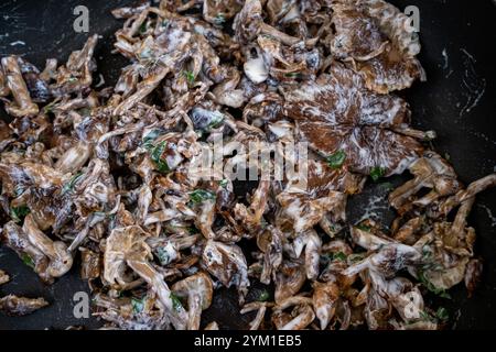 Fungo Cyclocybe aegerita chiamato anche Agrocybe cylindracea o Pholiota aegerita con panna a Roques nel dipartimento dell'alta Garonna nell'Occitani Foto Stock