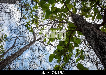 Piantagione forestale di teak (Tectona grandis) a Gunung Kidul, Yogyakarta, Indonesia. Foto Stock