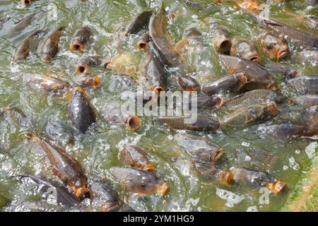 Migliaia di carpe comuni (Cyprinus carpio) si nutrono in uno stagno inglese, Regno Unito, Regno Unito Foto Stock
