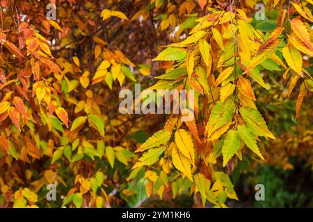 Ramas con hojas coloridas en el árbol en la temporada de Otoño Foto Stock