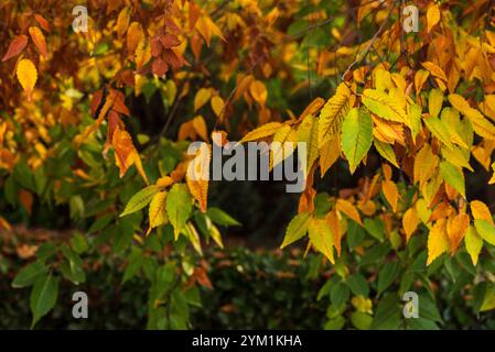 Ramas con hojas coloridas en el árbol en la temporada de Otoño Foto Stock