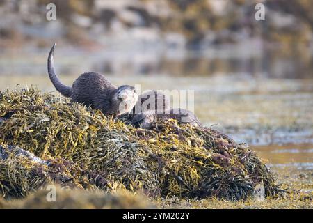 Lontra europea (Lutra lutra) madre e cuccioli, Isola di Mull, Scozia Foto Stock