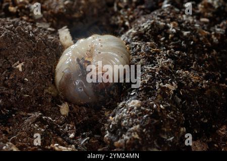 Gemeiner Rosenkäfer, Larve, Engerling, Larven, Käferlarve, Goldkäfer, Gold-Rosenkäfer, Goldrosenkäfer, Cetonia aurata, chafer di rose, chafer rosa verde, Foto Stock