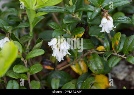 Preiselbeere, Preisel-Beere, Kronsbeere, Blüten, blühend, Vaccinium vitis-idaea, mirtillo rosso, mirtillo rosso, mirtillo rosso, Foxberry, Foto Stock