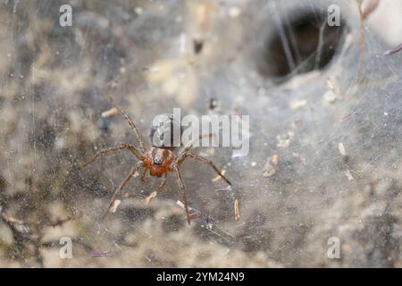 Labyrinthspinne, Labyrinth-Spinne, Netz, Trichternetz, Tautropfen, Agelena labyrinthica, tessitore di imbuto, ragno labirinto, l’Agélène à labyrinthe, TRI Foto Stock