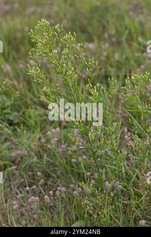 Kanadisches Berufkraut, Kanadisches Berufskraut, Katzenschweif, Weiße Dürrwurz, Conyza canadensis, Erigeron canadensis, erba equina canadese, f. canadese Foto Stock