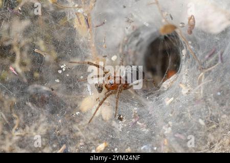 Labyrinthspinne, Labyrinth-Spinne, Netz, Trichternetz, Tautropfen, Agelena labyrinthica, tessitore di imbuto, ragno labirinto, l’Agélène à labyrinthe, TRI Foto Stock