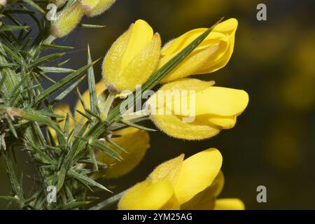 Un'immagine ravvicinata ben focalizzata del Gorse comune, Ulex europaeus. Foglie verdi spinose e fiori gialli luminosi con sfondo naturale. Foto Stock