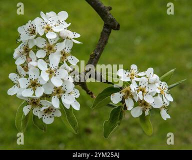 Due grappoli di fiori comuni di pera su un ramo sospeso. Pyrua communis. Fiore di pera bianca pura e ben focalizzata su uno sfondo verde naturale. Foto Stock