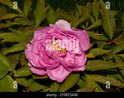 Un primo piano ben focalizzato di una peonia comune rosa, Paeonia Officinalis, su uno sfondo verde. Foglie di peonia, petali e stami. Foto Stock