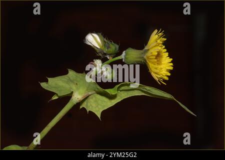 Gambo corto, boccioli, fiore e testa di seme di Common Sowthistle su sfondo nero. Sonchus oleraceus. Bellezza naturale, molto ben focalizzata. Foto Stock