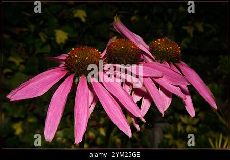 Tre teste di fiori di Coneflower viola, Echinacea purpurea, che crescono a lato della strada. Primo piano e ben focalizzato su uno sfondo sfocato naturale. Foto Stock